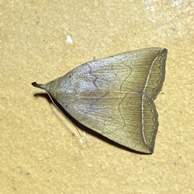 Simplicia armatalis (Crescent Moth) at Jerrabomberra, NSW - 18 Feb 2023 by SteveBorkowskis