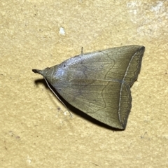 Simplicia armatalis at Jerrabomberra, NSW - 18 Feb 2023