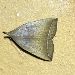 Simplicia armatalis at Jerrabomberra, NSW - suppressed