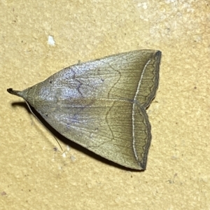 Simplicia armatalis at Jerrabomberra, NSW - 18 Feb 2023