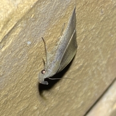 Simplicia armatalis at Jerrabomberra, NSW - suppressed