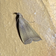 Simplicia armatalis at Jerrabomberra, NSW - suppressed