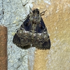 Orthaga thyrisalis (Teatree Web Moth) at Jerrabomberra, NSW - 18 Feb 2023 by Steve_Bok