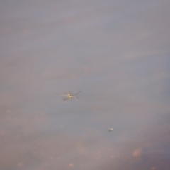 Gerridae (family) (Unidentified water strider) at Molonglo Valley, ACT - 26 Feb 2023 by JimL