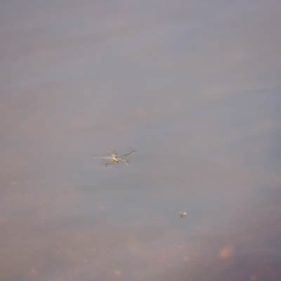 Gerridae (family) (Unidentified water strider) at Molonglo Valley, ACT - 25 Feb 2023 by JimL