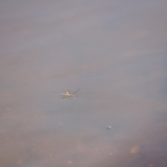 Gerridae sp. (family) (Unidentified water strider) at Molonglo Valley, ACT - 25 Feb 2023 by JimL
