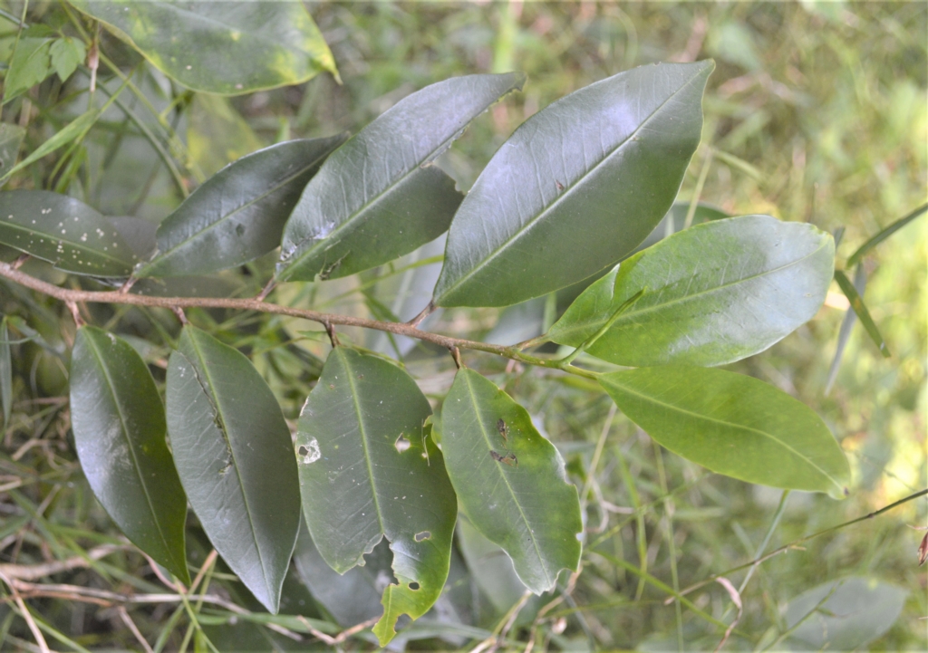Geijera salicifolia at Barrack Heights, NSW - 20 Feb 2023