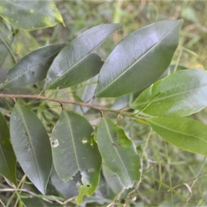 Geijera salicifolia at Barrack Heights, NSW - 20 Feb 2023
