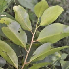 Geijera salicifolia at Barrack Heights, NSW - 20 Feb 2023 09:42 PM