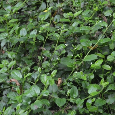 Hackelia latifolia (Forest Hound's Tongue) at Budderoo National Park - 21 Feb 2023 by plants