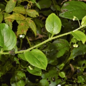 Hackelia latifolia at Undefined Area - 21 Feb 2023