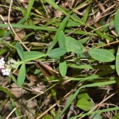 Pimelea spicata at suppressed - 20 Feb 2023 by plants