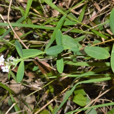 Pimelea spicata at suppressed - 20 Feb 2023 by plants