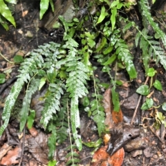 Blechnum lineare at Jamberoo, NSW - 24 Feb 2023 by plants
