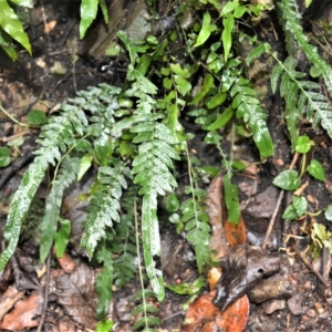 Blechnum lineare at Jamberoo, NSW - suppressed