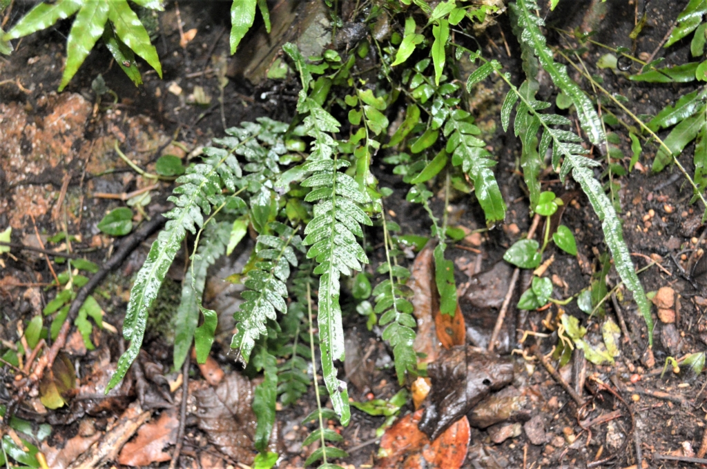 Blechnum lineare at Undefined Area - 24 Feb 2023