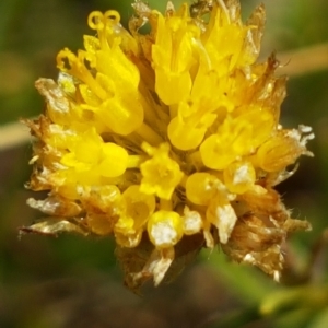 Rutidosis leptorhynchoides at Griffith, ACT - 25 Feb 2023