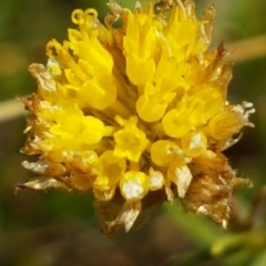 Rutidosis leptorhynchoides (Button Wrinklewort) at Griffith, ACT - 25 Feb 2023 by SRoss