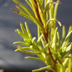 Rutidosis leptorhynchoides at Griffith, ACT - 25 Feb 2023