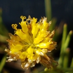 Rutidosis leptorhynchoides at Griffith, ACT - 25 Feb 2023