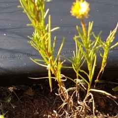 Rutidosis leptorhynchoides at Griffith, ACT - 25 Feb 2023