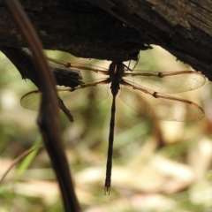 Telephlebia godeffroyi (Eastern Evening Darner) at Wingecarribee Local Government Area - 16 Feb 2023 by GlossyGal