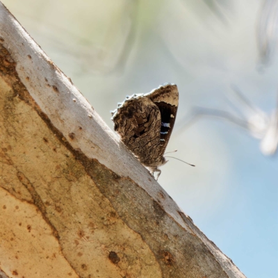 Ogyris olane (Broad-margined Azure) at Mount Ainslie - 25 Feb 2023 by DPRees125