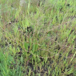 Rumex dumosus at Boorowa, NSW - 23 Oct 2022 03:31 PM