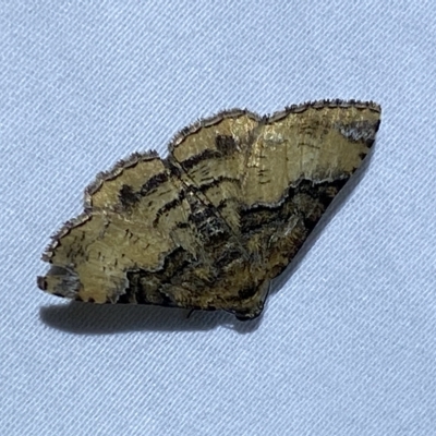 Aporoctena undescribed species (A Geometrid moth (Ennominae)) at Jerrabomberra, NSW - 19 Feb 2023 by SteveBorkowskis