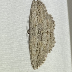 Scioglyptis loxographa (Light Grey Bark Moth) at Jerrabomberra, NSW - 19 Feb 2023 by Steve_Bok