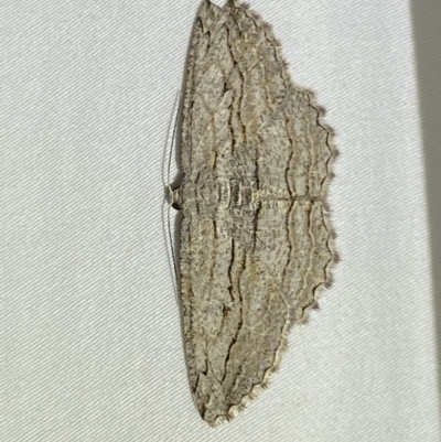 Scioglyptis loxographa (Light Grey Bark Moth) at QPRC LGA - 19 Feb 2023 by Steve_Bok