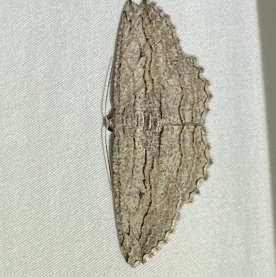 Scioglyptis loxographa (Light Grey Bark Moth) at Jerrabomberra, NSW - 19 Feb 2023 by Steve_Bok