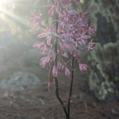 Dipodium punctatum (Blotched Hyacinth Orchid) at Conder, ACT - 25 Feb 2023 by Rebeccajgee