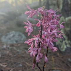 Dipodium punctatum at Conder, ACT - 26 Feb 2023