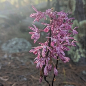 Dipodium punctatum at Conder, ACT - 26 Feb 2023