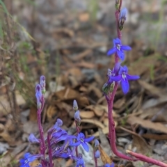 Lobelia gibbosa (Tall Lobelia) at Conder, ACT - 25 Feb 2023 by Rebeccajgee