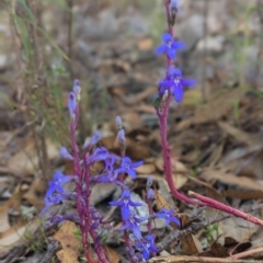 Lobelia gibbosa at Conder, ACT - 26 Feb 2023 07:43 AM