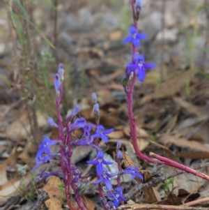 Lobelia gibbosa at Conder, ACT - 26 Feb 2023 07:43 AM