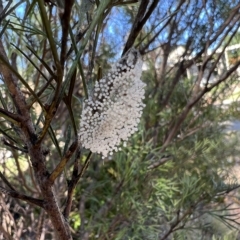 Lithosiini (IMMATURE) (A Footman or Lichen moth (Lithosiini)) at Higgins, ACT - 26 Feb 2023 by Untidy