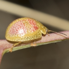 Paropsisterna fastidiosa (Eucalyptus leaf beetle) at Weetangera, ACT - 23 Feb 2023 by AlisonMilton