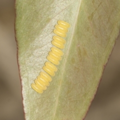 Paropsisterna fastidiosa at Weetangera, ACT - 24 Feb 2023 10:16 AM