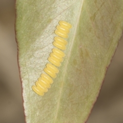 Paropsisterna fastidiosa at Weetangera, ACT - 24 Feb 2023