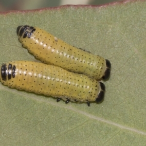 Paropsisterna fastidiosa at Weetangera, ACT - 24 Feb 2023