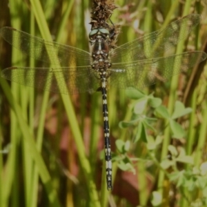 Synthemis eustalacta at Paddys River, ACT - 25 Feb 2023 10:24 AM