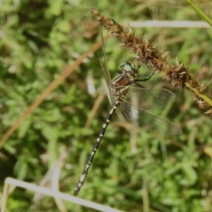 Synthemis eustalacta at Paddys River, ACT - 25 Feb 2023 10:24 AM