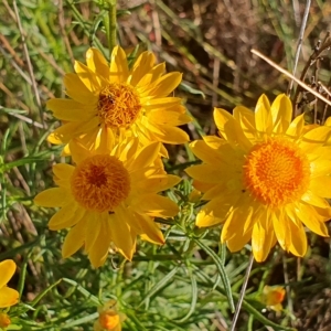 Xerochrysum viscosum at Gundaroo, NSW - 6 Dec 2022