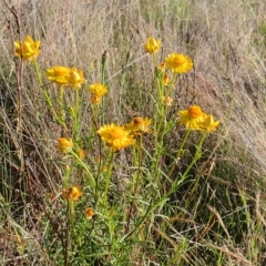 Xerochrysum viscosum at Gundaroo, NSW - 6 Dec 2022