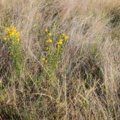 Xerochrysum viscosum at Gundaroo, NSW - 6 Dec 2022 03:07 PM