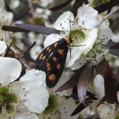 Asura cervicalis (Spotted Lichen Moth) at Burradoo, NSW - 26 Jan 2023 by GlossyGal