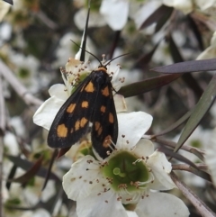 Asura cervicalis at Burradoo, NSW - 26 Jan 2023